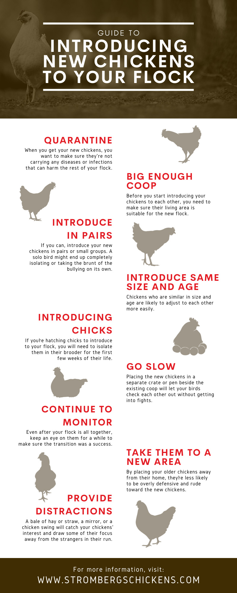 Guide To Introducing New Chickens To Your Flock Strombergs